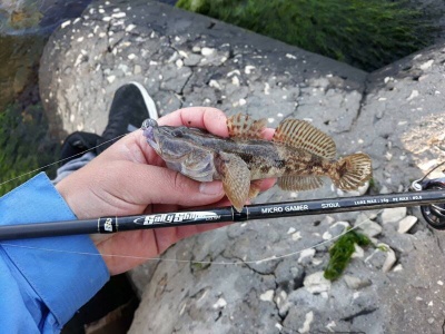 Риболов от реката до морето с пръчката Tailwalk SSD Micro Gamer S70UL